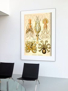 Retro plagát Chobotnica Gamochonia Ernst Haeckel