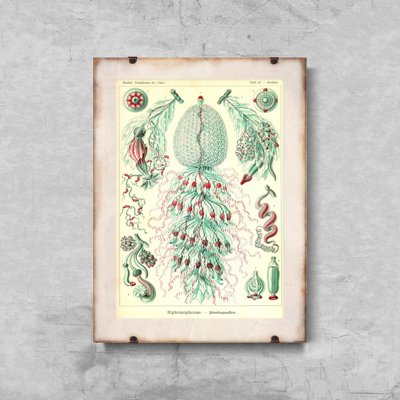 Plagát na stenu Sihonophorae Ernst Haeckel