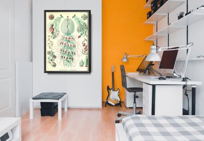 Plagát na stenu Sihonophorae Ernst Haeckel