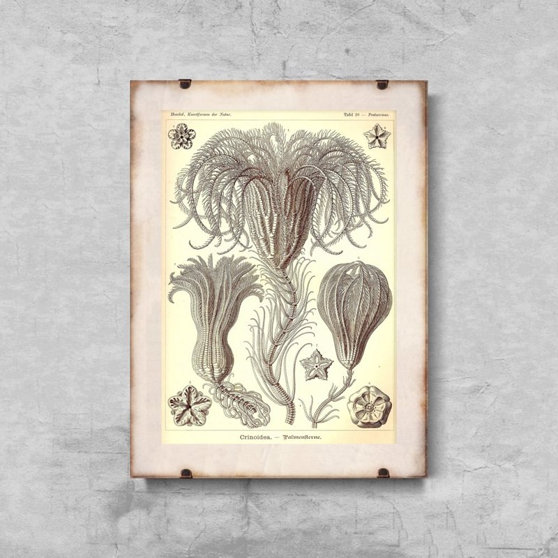 Poster Crinoidea Ernst Haeckel