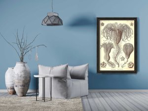 Poster Crinoidea Ernst Haeckel