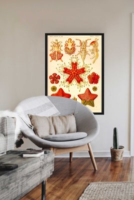 Plagát na stenu Asteridea Ernst Haeckel