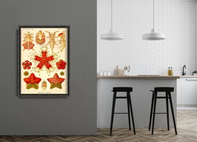 Plagát na stenu Asteridea Ernst Haeckel