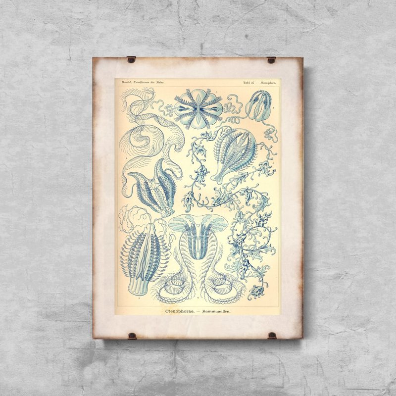Retro plagát Ctnenophorae Ernst Haeckel