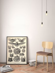 Poster Netopiere od Ernsta Haeckela