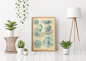 Plagát na stenu Medúza od Ernsta Haeckela