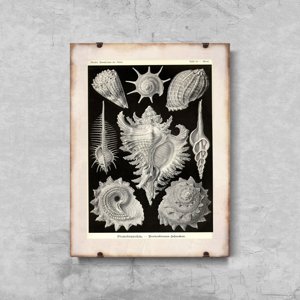 Poster Mušle od Ernsta Haeckela