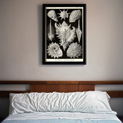Poster Mušle od Ernsta Haeckela