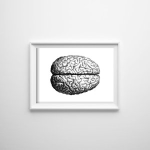 Poster Anatomický mozog