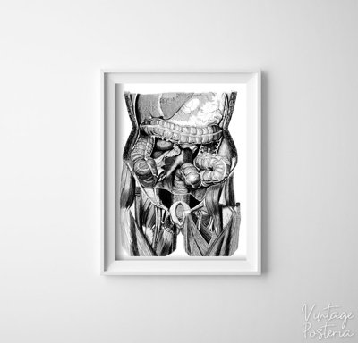 Poster na stenu Organ ilustrácie