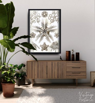 Retro plagát Ophiodea Ernst Haeckel