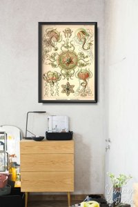 Plagát Medúza od Ernsta Haeckela