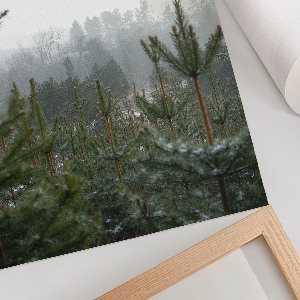 Plagát do izby Zelené ihličnany