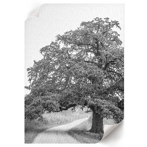 Retro plagát Monumentálny strom