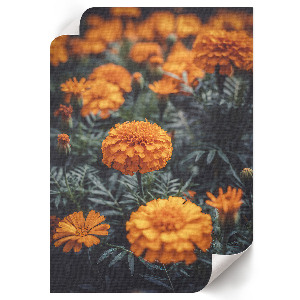 Poster na stenu Letná záhrada