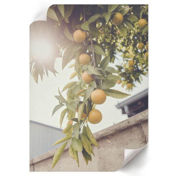 Retro plagát Letné ovocie