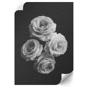 Poster na stenu Štyri ruže