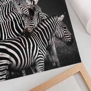 Poster na stenu Zebrie safari