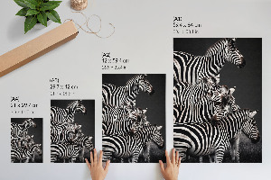 Poster na stenu Zebrie safari