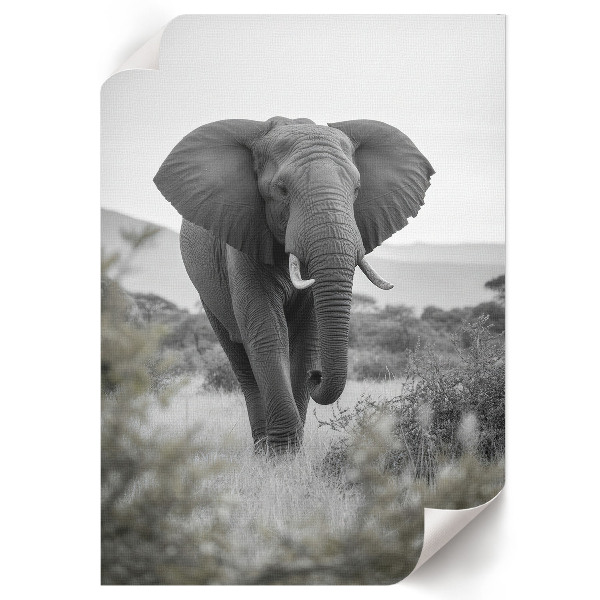 Poster na stenu Africký slon