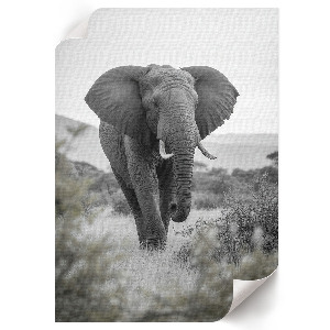 Poster na stenu Africký slon