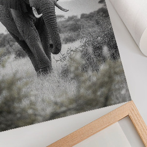 Poster na stenu Africký slon