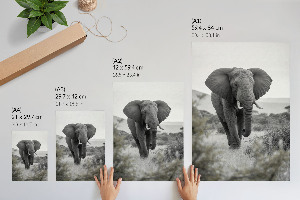 Poster na stenu Africký slon