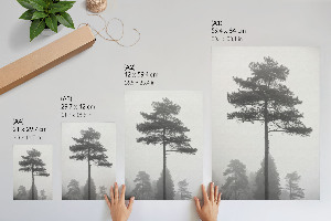 Plagát do obývačky Hmla a stromy