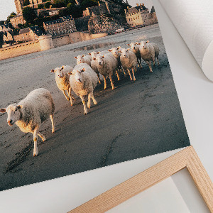 Plagát do obývačky Ovce a hrad