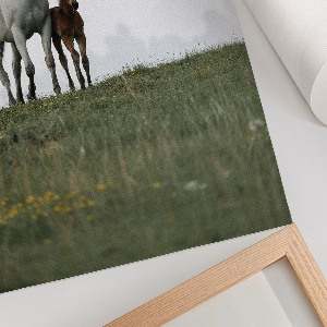 Poster na stenu Kone na lúke