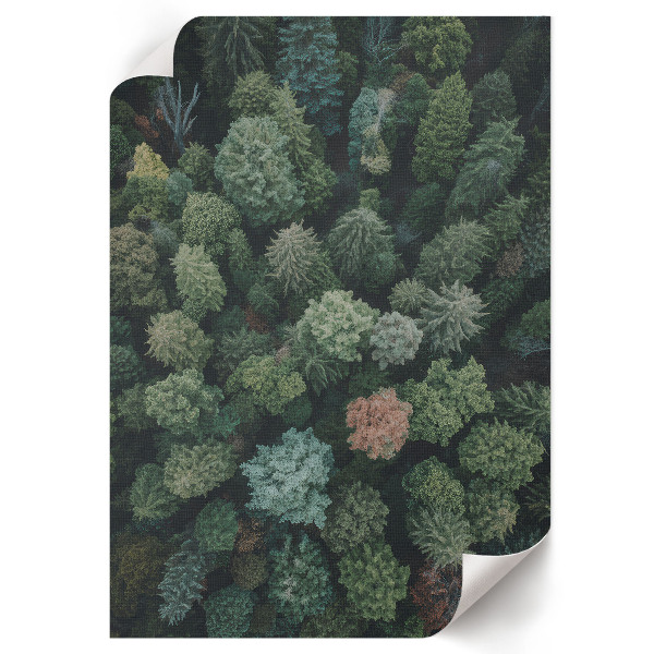 Poster na stenu Les zhora