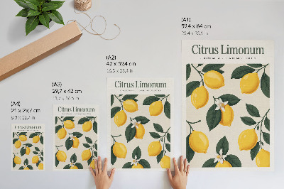 Plagát do obývačky Citrus limonum