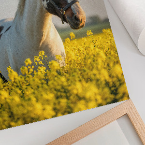 Poster na stenu Kôň na poli