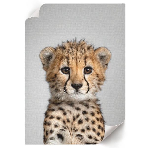 Plagát do izby Mladý gepard