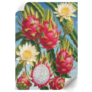 Plagát do izby Exotika prírody