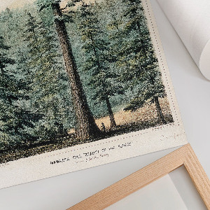 Poster na stenu Wellingtonia