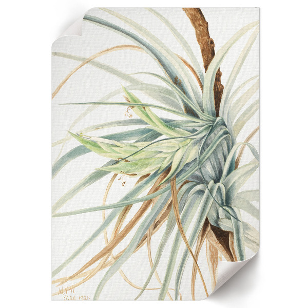 Plagát do obývačky Divoký ananás