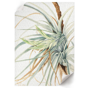 Plagát do obývačky Divoký ananás