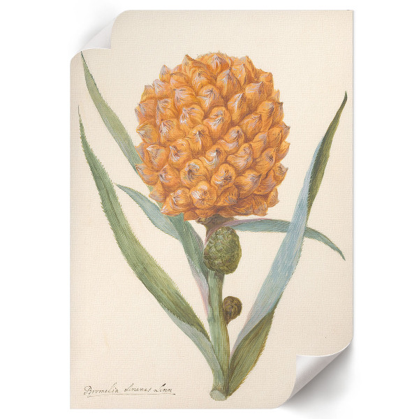 Retro plagát Ananásová bromélia