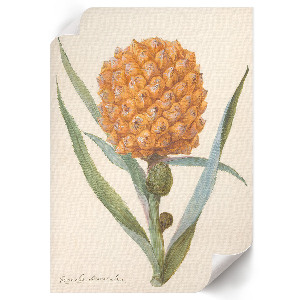 Retro plagát Ananásová bromélia