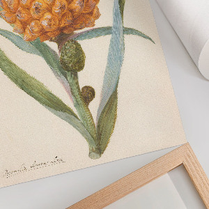 Retro plagát Ananásová bromélia