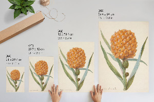 Retro plagát Ananásová bromélia