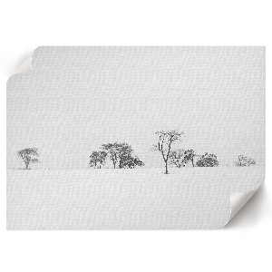 Plagát Stromy v zime