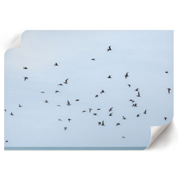Plagát na stenu Vtáky za letu
