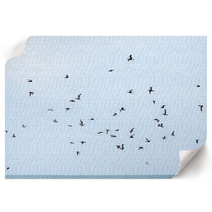 Plagát na stenu Vtáky za letu