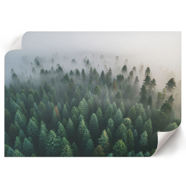 Plagát Tajomný les