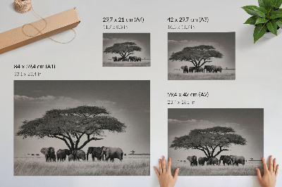 Plagát s motívom africkej savany