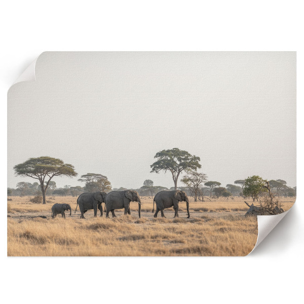 Plagát s motívom africkej savany