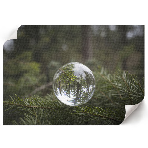 Poster Odraz borovice