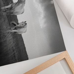 Poster Biele kone